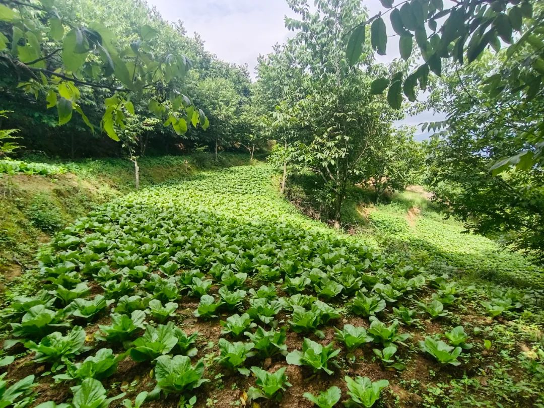 晓街乡慢笼村：千亩绿色蔬菜做活“菜篮子”文章